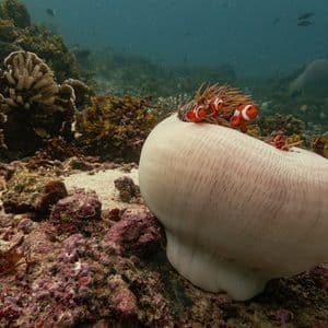 Un grupo de peces payaso se asoma desde una anémona marina grande y pálida, reposando sobre un lecho marino de arrecife de coral rocoso.