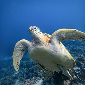 Una toma en primer plano, desde un ángulo bajo, de una tortuga marina nadando en agua azul profundo sobre un arrecife de coral.