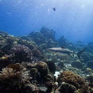 Un tiburón de punta negra nada sobre un arrecife de coral repleto de pequeños peces bajo la brillante superficie azul del océano.