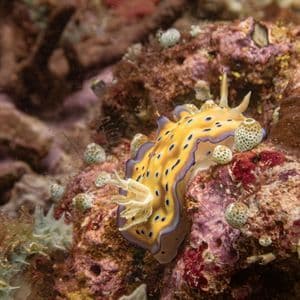 Primer plano de un nudibranquio amarillo y morado con manchas negras deslizándose sobre un arrecife de coral colorido entre pequeñas criaturas marinas.