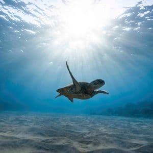 Una tartaruga marina nuota sott'acqua sopra un fondale oceanico sabbioso, illuminata dai raggi del sole dalla superficie.