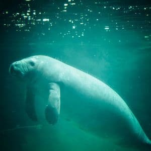 Un lamantino nuota sott'acqua in acqua verde torbida, con la luce del sole che filtra dalla superficie.