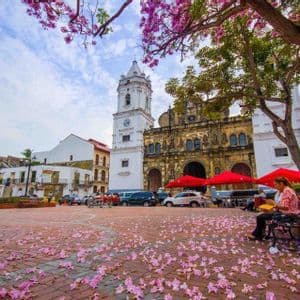 Fiori rosa caduti da un albero su una piazza di mattoni, di fronte a una chiesa coloniale con campanile bianco.
