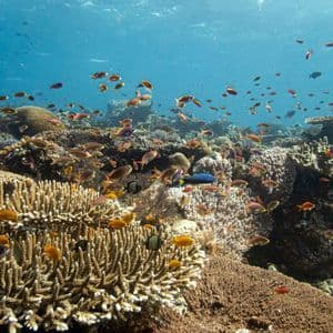 Bancos de peces pequeños y coloridos nadan sobre un extenso arrecife de coral en aguas cristalinas.