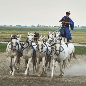 Ein Reiter in traditioneller blauer Kleidung steht auf zwei weißen Pferden und lenkt ein größeres Pferdegespann in einem staubigen Gehege.