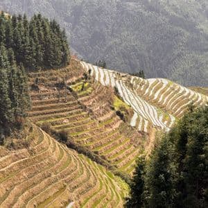 Risaie a terrazze, alcune allagate d'acqua, sono scolpite su un ripido pendio circondato da pinete.