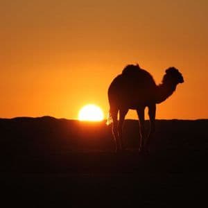 Un camello se recorta contra un cielo naranja mientras el sol se pone detrás de las dunas del desierto.