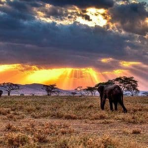 Tres elefantes caminan por una sabana herbosa mientras los rayos dorados del sol atraviesan nubes oscuras al atardecer.