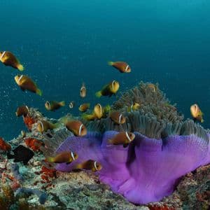 Un banc de poissons-clowns nage autour d'une grande anémone de mer violette sur un récif corallien coloré dans des eaux d'un bleu profond.