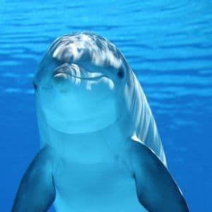 A close-up of a dolphin looking towards the camera while submerged in clear blue water, its skin reflecting the light from the surface.