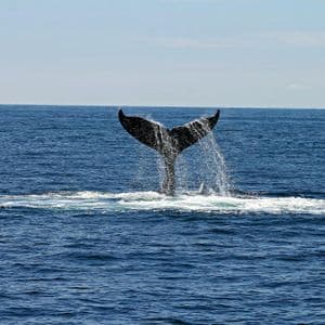 The tail of a whale splashes water as it dives into the deep blue ocean.