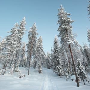 Un sentiero tracciato si snoda in una foresta di alti pini innevati sotto un cielo azzurro e limpido.