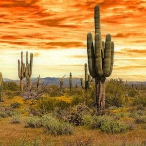 Un paesaggio desertico panoramico pieno di cactus saguaro e arbusti sotto un cielo drammatico arancione e rosso.