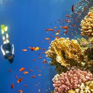 A person with yellow flippers free-dives in deep blue water next to a coral reef teeming with small orange fish.