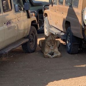 Eine Löwin ruht im Schatten auf dem sandigen Boden zwischen zwei geparkten Safari-Jeeps.