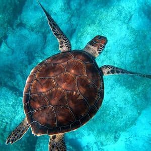 Una gran tortuga marina con un caparazón de patrón marrón nada en agua clara de color turquesa sobre un fondo marino rocoso.