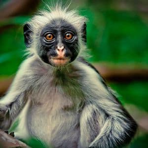 Un primo piano di una scimmia con pelliccia grigio chiaro, pelo a spazzola e grandi occhi arancioni, che fissa direttamente la fotocamera in una foresta.