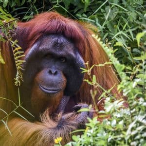 Primer plano de un orangután de pelaje marrón rojizo asomándose entre la densa vegetación verde en una selva.