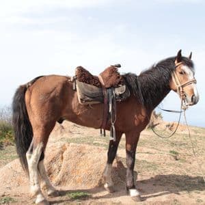 Un cheval brun avec une selle et une bride se tient sur une colline rocheuse surplombant un plan d'eau.