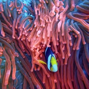Un pesce pagliaccio con strisce gialle, nere e bianche si nasconde tra i tentacoli rosa di un'anemone di mare.