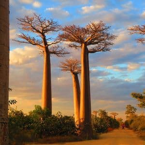 Hohe Baobab-Bäume mit dicken Stämmen leuchten im goldenen Sonnenuntergangslicht entlang einer unbefestigten Straße unter einem teilweise bewölkten Himmel.