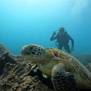 Eine große Meeresschildkröte ruht auf einem Korallenriff, während ein Taucher im Hintergrund ein 'OK'-Zeichen macht.
