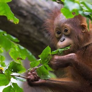 Un orangután joven, de color marrón rojizo, sostiene una rama frondosa y come una hoja en un bosque.