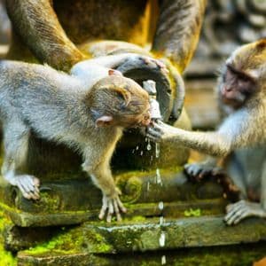 Dos monos en una estatua de piedra cubierta de musgo, uno bebiendo de un caño de agua mientras el otro la toca.