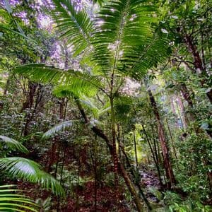 Vue en contre-plongée d'un palmier entouré d'une végétation verte dense dans une forêt tropicale, avec un petit ruisseau coulant sur des rochers en contrebas.