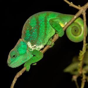 A close-up of a bright green chameleon with textured skin clinging to a thin branch, its tail curled into a spiral.