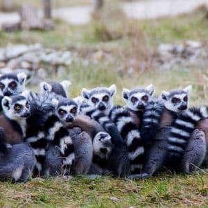 A large group of ring-tailed lemurs huddled together on a patch of grass.