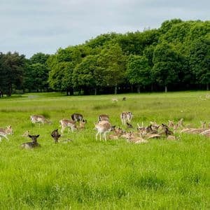 Un troupeau de daims se repose et paît dans un grand champ herbeux avec une ligne d'arbres en arrière-plan.