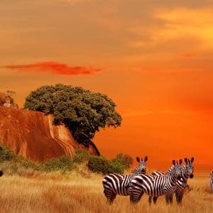 Una mandria di zebre in piedi in una savana erbosa con un affioramento roccioso sotto un vibrante cielo arancione al tramonto.