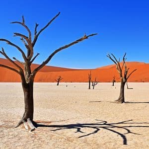 Alberi spogli proiettano lunghe ombre su una distesa di argilla secca e crepata di fronte a dune di sabbia arancione e un cielo azzurro limpido.