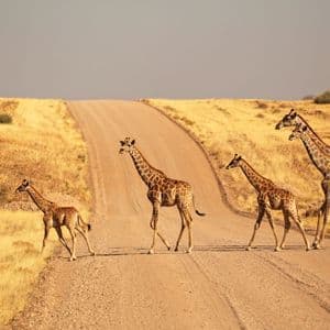 Una famiglia di quattro giraffe attraversa una strada sterrata che si snoda attraverso un paesaggio di savana secca e dorata.