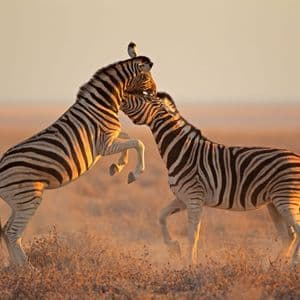 Due zebre si azzuffano giocosamente in una savana polverosa al tramonto, una che si impenna sulle zampe posteriori con un uccellino sulla testa.