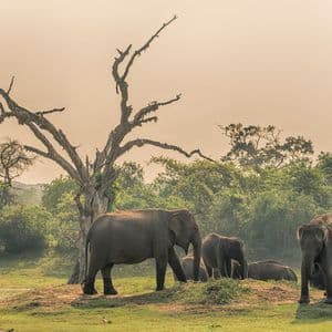 Una manada de elefantes reposa en un claro de hierba junto a un gran árbol sin hojas, con un bosque al fondo.
