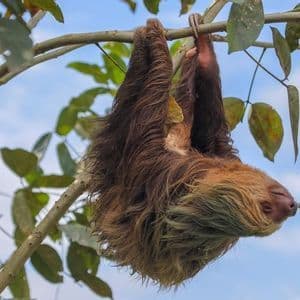 Un bradipo dal pelo marrone è appeso a testa in giù da un sottile ramo d'albero, con foglie verdi e un cielo blu sullo sfondo.