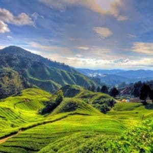 Malerischer Ausblick auf üppige, grüne Teeplantagen, die sanfte Hügel unter einem blauen Himmel mit vereinzelten Wolken bedecken.
