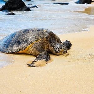 Eine große Meeresschildkröte ruht am Sand eines Strandes, genau dort, wo die Meereswellen auf das Ufer treffen.