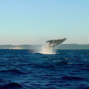 Ein Buckelwal springt aus dem tiefblauen Ozean und erzeugt eine Gischt vor der Kulisse einer fernen Küste.