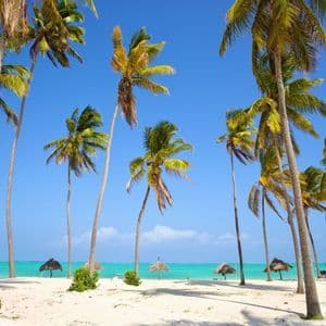 Un boschetto di alte palme su una spiaggia di sabbia bianca che si affaccia su un mare turchese sotto un cielo limpido.
