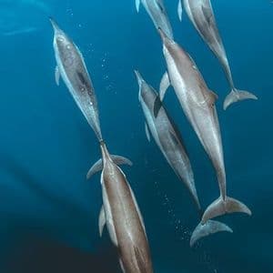 Una manada de delfines nadando en las profundas aguas azules del océano, vistos desde arriba.