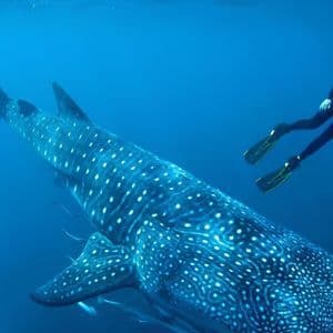 Una persona con traje de neopreno y equipo de snorkel nada junto a un gran tiburón ballena en aguas cristalinas.