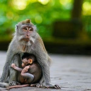 Un macaco adulto se sienta en un camino pavimentado, acunando a su cría contra su pecho, frente a un follaje verde difuminado.