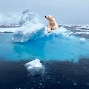 Un orso polare riposa su un piccolo iceberg che galleggia in acque di un blu brillante, circondato da altro ghiaccio sotto un cielo nuvoloso.