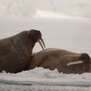 Due trichechi con grandi zanne che riposano su un lastrone di ghiaccio in un paesaggio innevato.