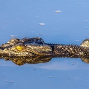 Primer plano de la cabeza de un cocodrilo parcialmente sumergida en agua azul tranquila, con su ojo amarillo visible sobre la superficie.