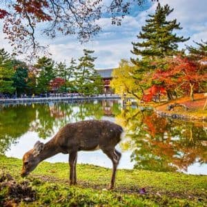 Un cervo pascola su una sponda erbosa accanto a un lago, con alberi autunnali colorati e un edificio tradizionale riflessi nell'acqua.