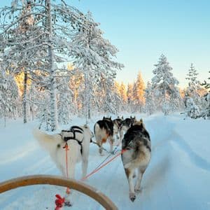 Une équipe de chiens huskys tire un traîneau sur un sentier forestier enneigé bordé de pins sous un ciel clair.
